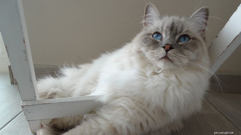 Ragdoll Cats: The Most Gentle and Affectionate Breed