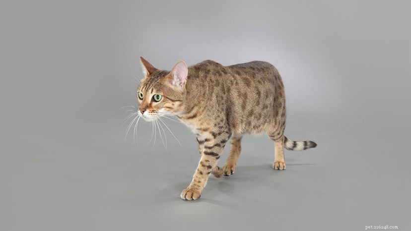 Savannah Cats: Exotic Beauty or Ethical Question?
