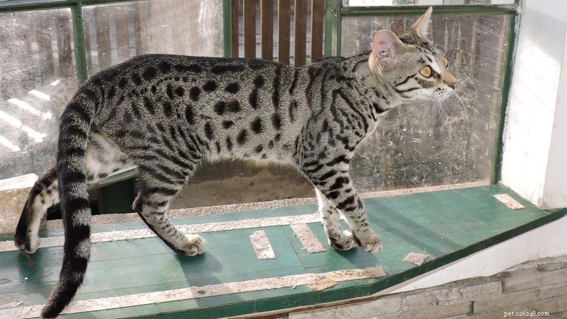 Savannah Cats: Exotic Beauty or Ethical Question?