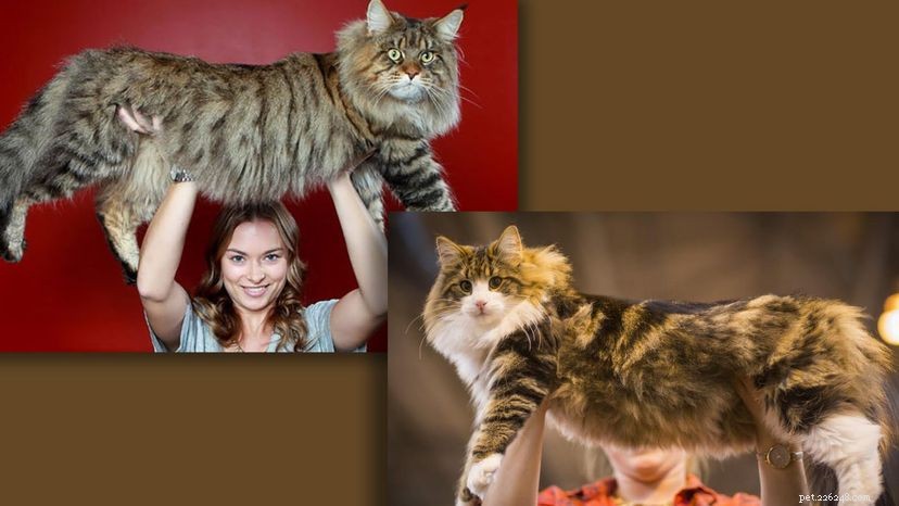 Maine Coon vs. Norwegian Forest: A Comprehensive Comparison of the Largest Cat Breeds
