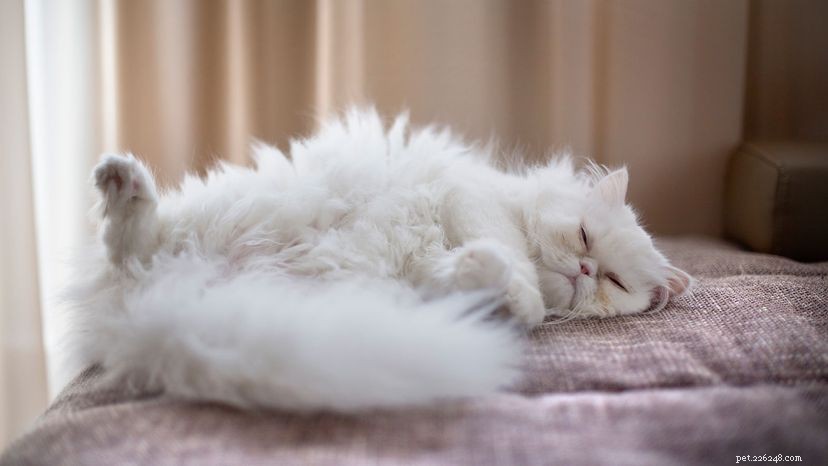Persian Cat: 9 Essential Facts About the Lap‑Loving, Regal Breed