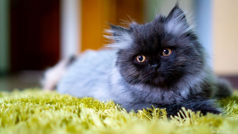 Persian Cat: 9 Essential Facts About the Lap‑Loving, Regal Breed