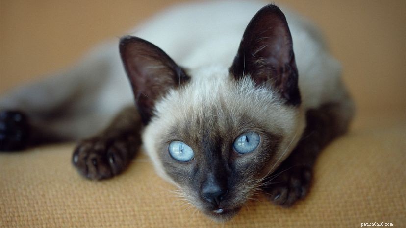 12 Key Facts About Siamese Cats You Should Know