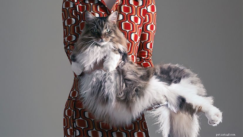 Maine Coon Cats: The Gentle Giant Breed Loved by Owners