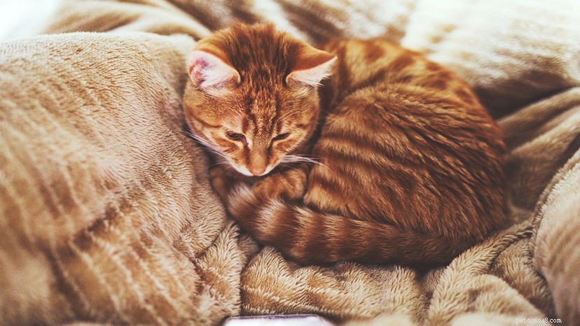 Identifying Housecat Varieties: Tuxedos, Tabbies, and Torties Explained