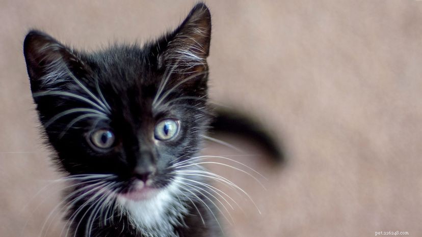 Identifying Housecat Varieties: Tuxedos, Tabbies, and Torties Explained