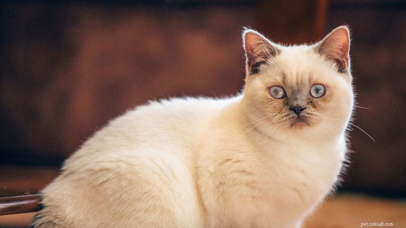 Identifying Housecat Varieties: Tuxedos, Tabbies, and Torties Explained