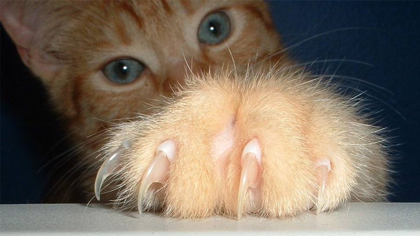 Cat Declawing: A Humane Review of Its Pain and Consequences
