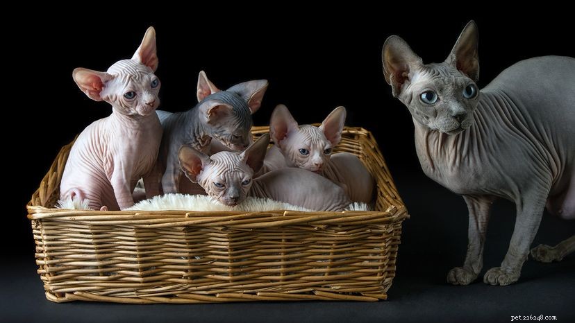 Why Sphynx Cats Are Surprisingly Sweet & Cuddly
