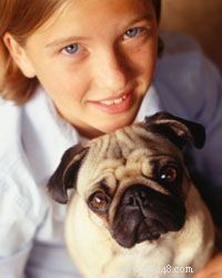 Top 10 Family Dog Breeds for Every Household