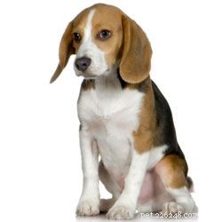 Top 10 Family Dog Breeds for Every Household