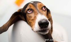 Top 10 Family Dog Breeds for Every Household