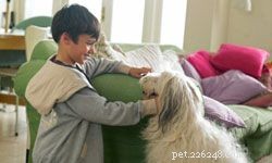 Top 10 Family Dog Breeds for Every Household