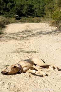 Do Dogs Dream? Exploring Canine Sleep and Imaginary Adventures