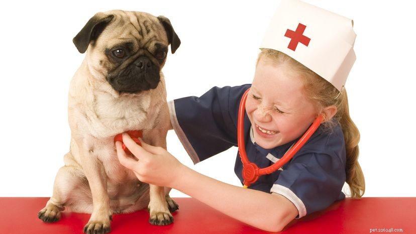 Emergency First Aid for Dogs: A Step‑by‑Step Guide for Pet Owners