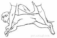 Emergency First Aid for Dogs: A Step‑by‑Step Guide for Pet Owners