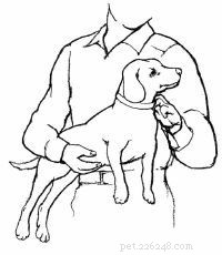 Emergency First Aid for Dogs: A Step‑by‑Step Guide for Pet Owners