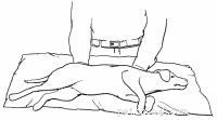 Emergency First Aid for Dogs: A Step‑by‑Step Guide for Pet Owners