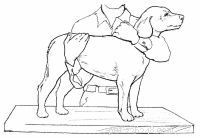 Emergency First Aid for Dogs: A Step‑by‑Step Guide for Pet Owners