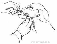 Emergency First Aid for Dogs: A Step‑by‑Step Guide for Pet Owners