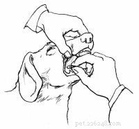 Emergency First Aid for Dogs: A Step‑by‑Step Guide for Pet Owners