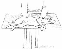 Emergency First Aid for Dogs: A Step‑by‑Step Guide for Pet Owners