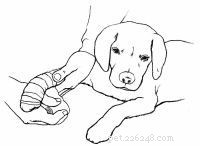 Emergency First Aid for Dogs: A Step‑by‑Step Guide for Pet Owners