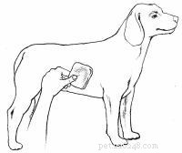 Emergency First Aid for Dogs: A Step‑by‑Step Guide for Pet Owners