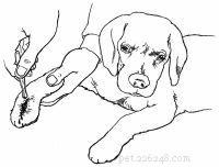 Emergency First Aid for Dogs: A Step‑by‑Step Guide for Pet Owners