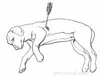 Emergency First Aid for Dogs: A Step‑by‑Step Guide for Pet Owners