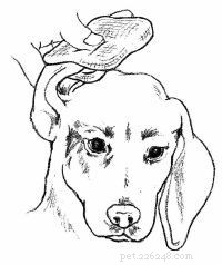 Emergency First Aid for Dogs: A Step‑by‑Step Guide for Pet Owners