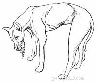 Emergency First Aid for Dogs: A Step‑by‑Step Guide for Pet Owners