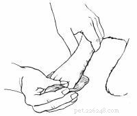 Emergency First Aid for Dogs: A Step‑by‑Step Guide for Pet Owners