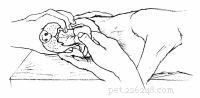 Emergency First Aid for Dogs: A Step‑by‑Step Guide for Pet Owners