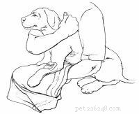 Emergency First Aid for Dogs: A Step‑by‑Step Guide for Pet Owners