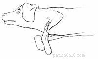 Emergency First Aid for Dogs: A Step‑by‑Step Guide for Pet Owners