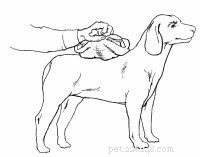 Emergency First Aid for Dogs: A Step‑by‑Step Guide for Pet Owners