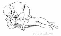 Emergency First Aid for Dogs: A Step‑by‑Step Guide for Pet Owners