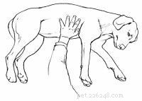 Emergency First Aid for Dogs: A Step‑by‑Step Guide for Pet Owners