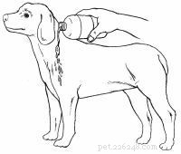 Emergency First Aid for Dogs: A Step‑by‑Step Guide for Pet Owners