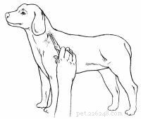 Emergency First Aid for Dogs: A Step‑by‑Step Guide for Pet Owners