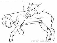Emergency First Aid for Dogs: A Step‑by‑Step Guide for Pet Owners