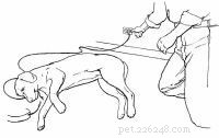 Emergency First Aid for Dogs: A Step‑by‑Step Guide for Pet Owners