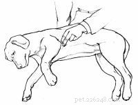 Emergency First Aid for Dogs: A Step‑by‑Step Guide for Pet Owners