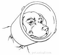 Emergency First Aid for Dogs: A Step‑by‑Step Guide for Pet Owners