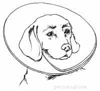 Emergency First Aid for Dogs: A Step‑by‑Step Guide for Pet Owners