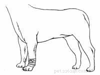 Emergency First Aid for Dogs: A Step‑by‑Step Guide for Pet Owners
