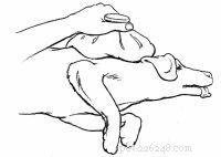 Emergency First Aid for Dogs: A Step‑by‑Step Guide for Pet Owners