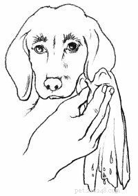 Emergency First Aid for Dogs: A Step‑by‑Step Guide for Pet Owners