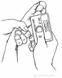 Emergency First Aid for Dogs: A Step‑by‑Step Guide for Pet Owners